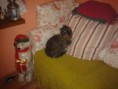 /album/fotogalerie-5/a2011-12-30-22-19-59-jpg/